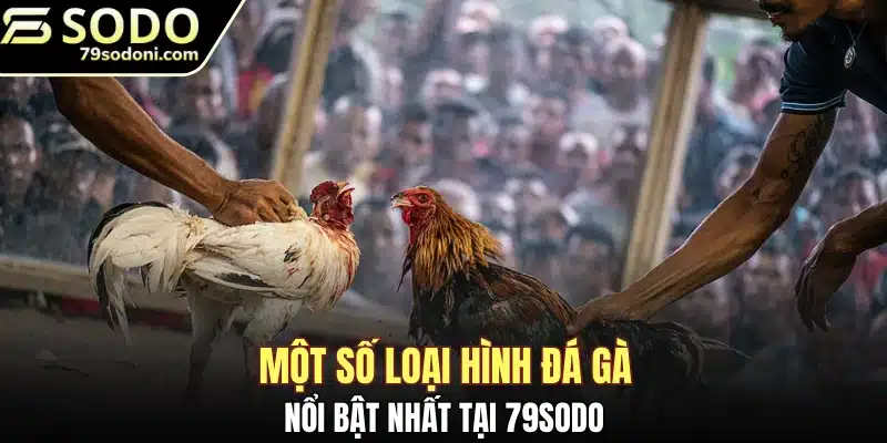 Một số loại hình đá gà nổi bật nhất tại 79Sodo